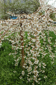 Prunus yedoensis 'Ivensii', Sh 120