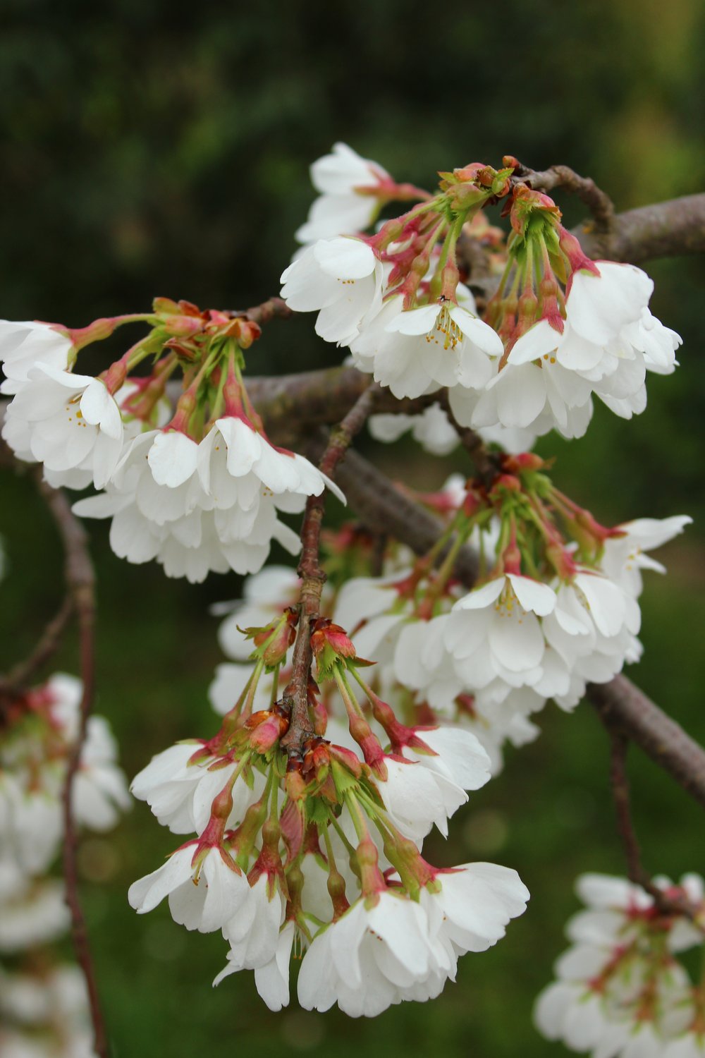 Prunus yedoensis 'Ivensii', Sh 120