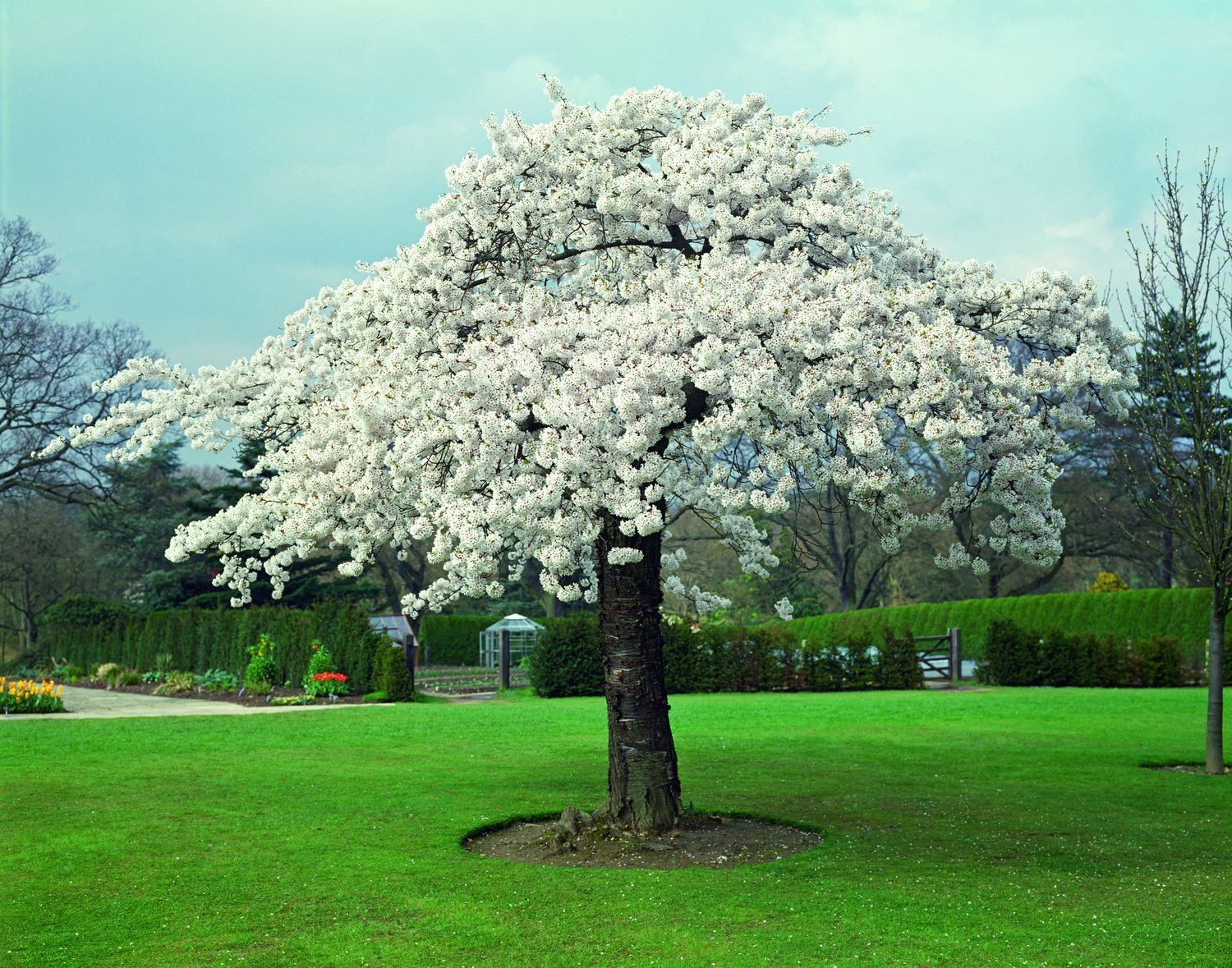 Prunus yedoensis 'Ivensii', Sh 120
