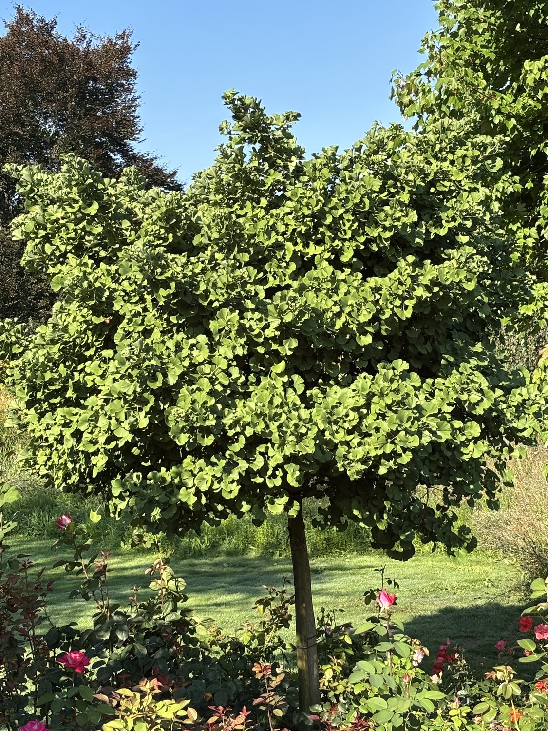 Ginkgo biloba 'Mariken', Sh 80 cm