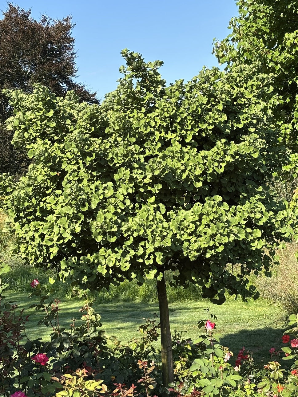Ginkgo biloba 'Mariken', Sh 80 cm