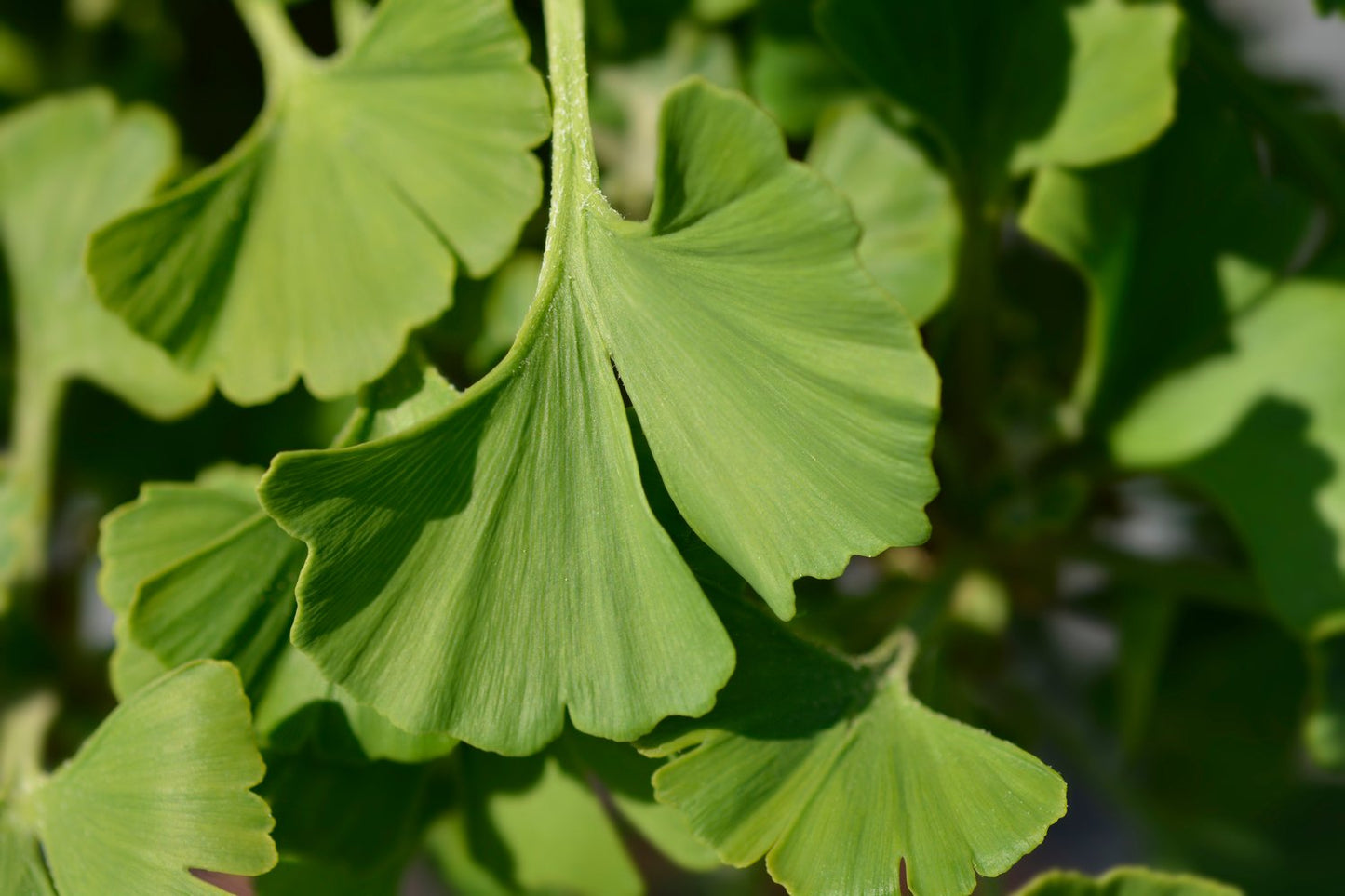 Ginkgo biloba 'Mariken', Sh 80 cm