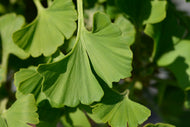 Ginkgo biloba 'Mariken', Sh 80 cm