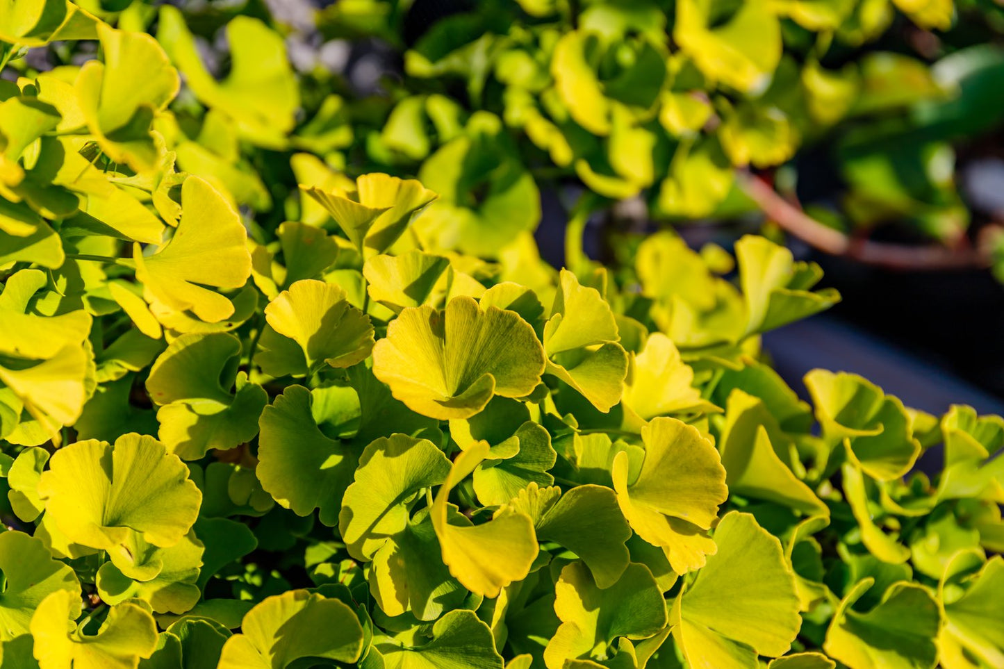 Ginkgo biloba 'Mariken', Sh 80 cm