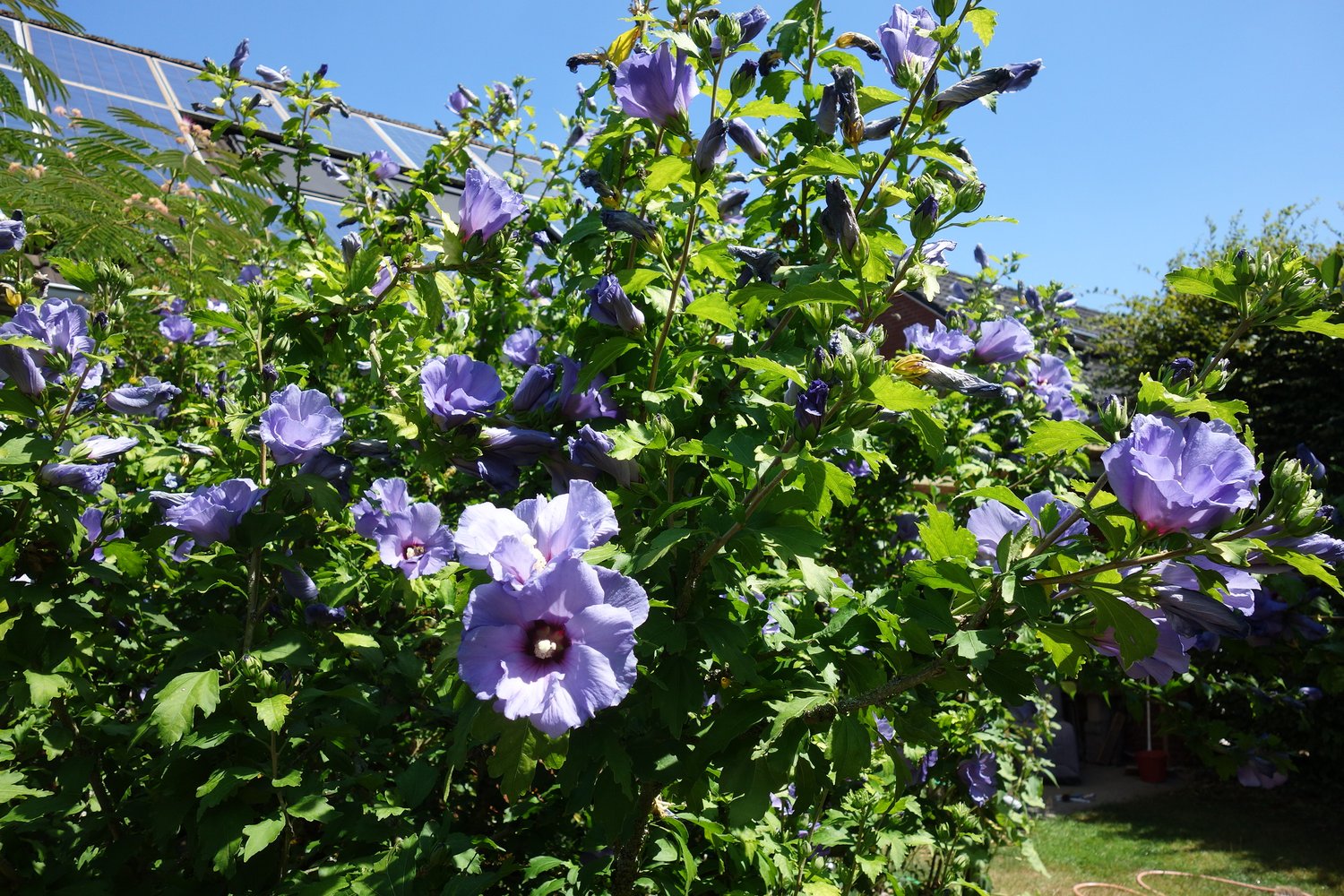 Hibiscus syriacus 'Marina', sol 70-80 cm, co/kl