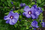 Hibiscus syriacus 'Marina', sol 70-80 cm, co/kl