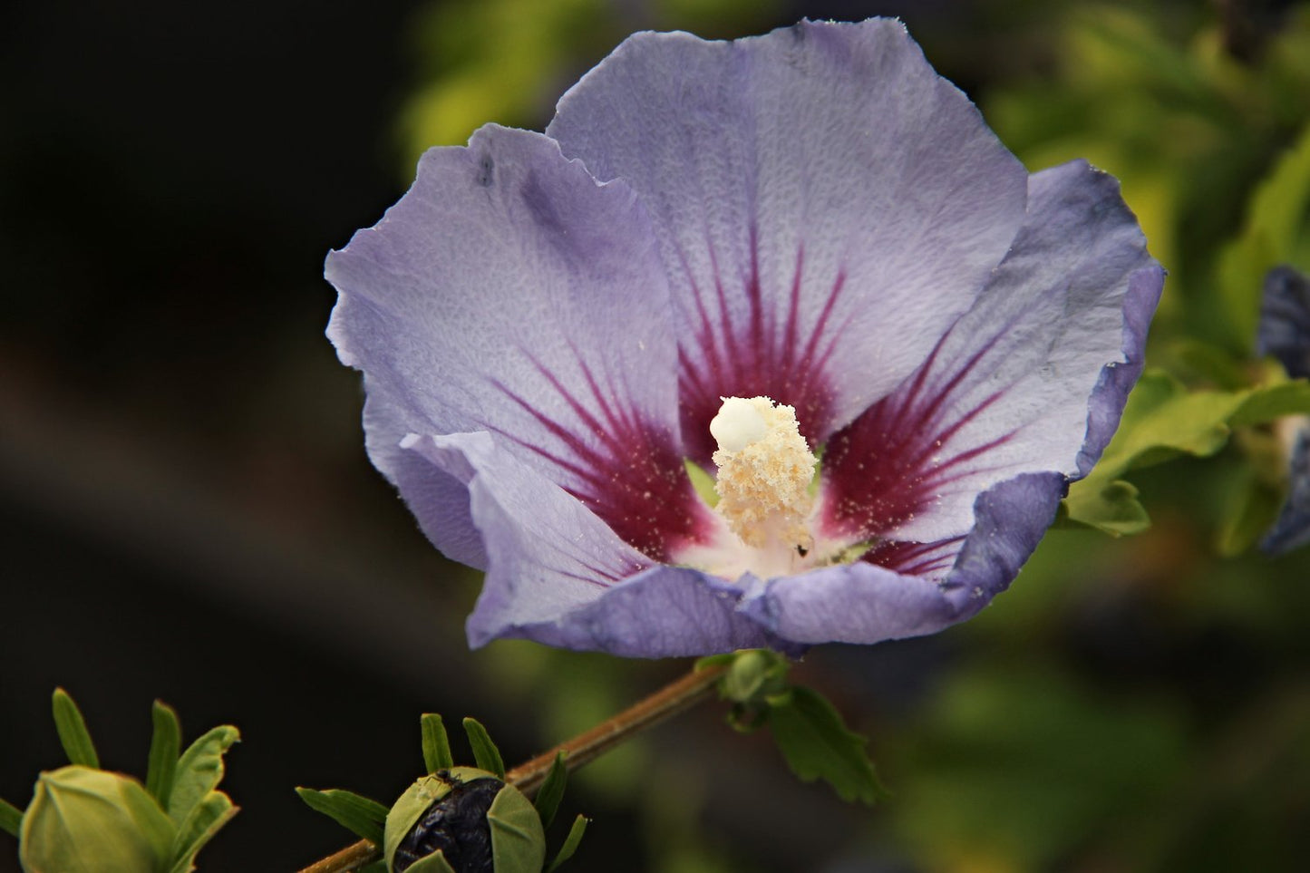 Hibiscus syriacus 'Marina', sol 70-80 cm, co/kl