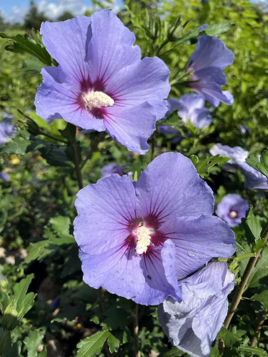 Hibiscus syriacus 'Marina', sol 70-80 cm, co/kl