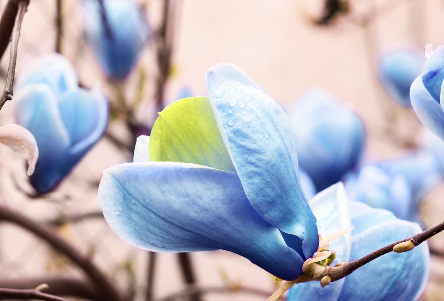 Magnolia acuminata 'Blue Opal', sol 80-100 cm, co/kl