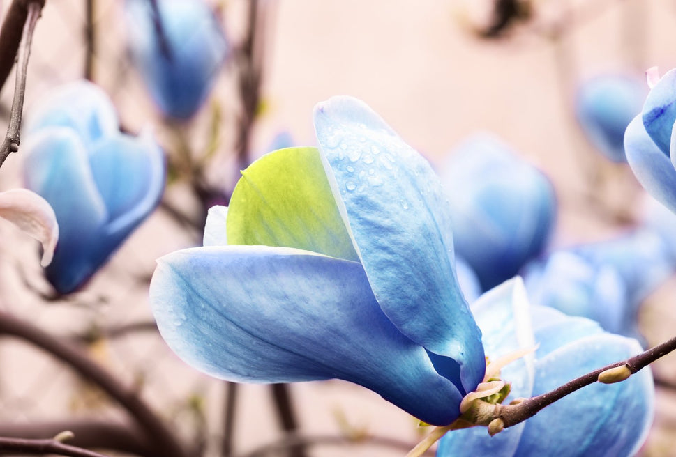 Magnolia acuminata 'Blue Opal', sol 80-100 cm, co/kl
