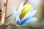 Magnolia acuminata 'Blue Opal', sol 80-100 cm, co/kl