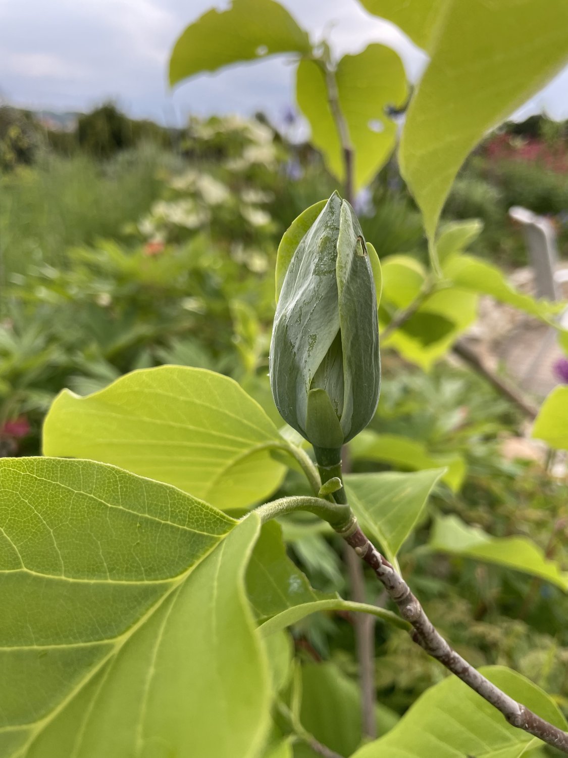 Magnolia acuminata 'Blue Opal', sol 80-100 cm, co/kl