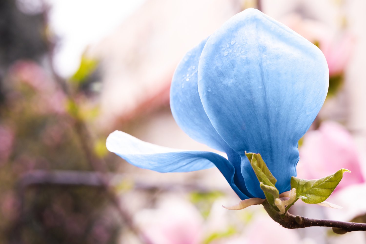 Magnolia acuminata 'Blue Opal', sol 80-100 cm, co/kl