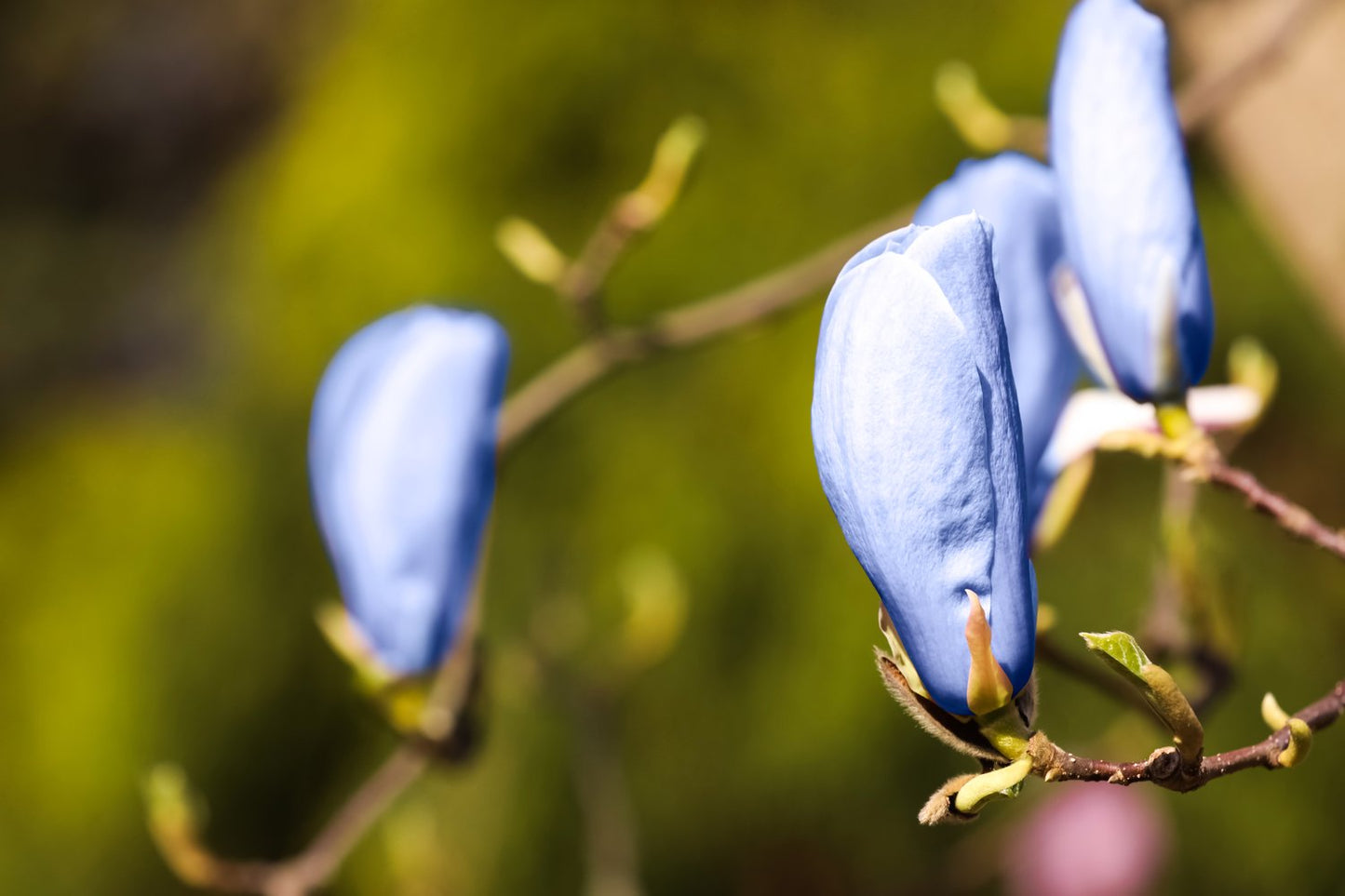 Magnolia acuminata 'Blue Opal', sol 80-100 cm, co/kl