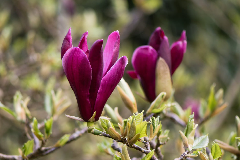 Magnolia liliiflora 'Nigra', sol 60-80 cm, co/kl