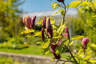Magnolia liliiflora 'Nigra', sol 60-80 cm, co/kl