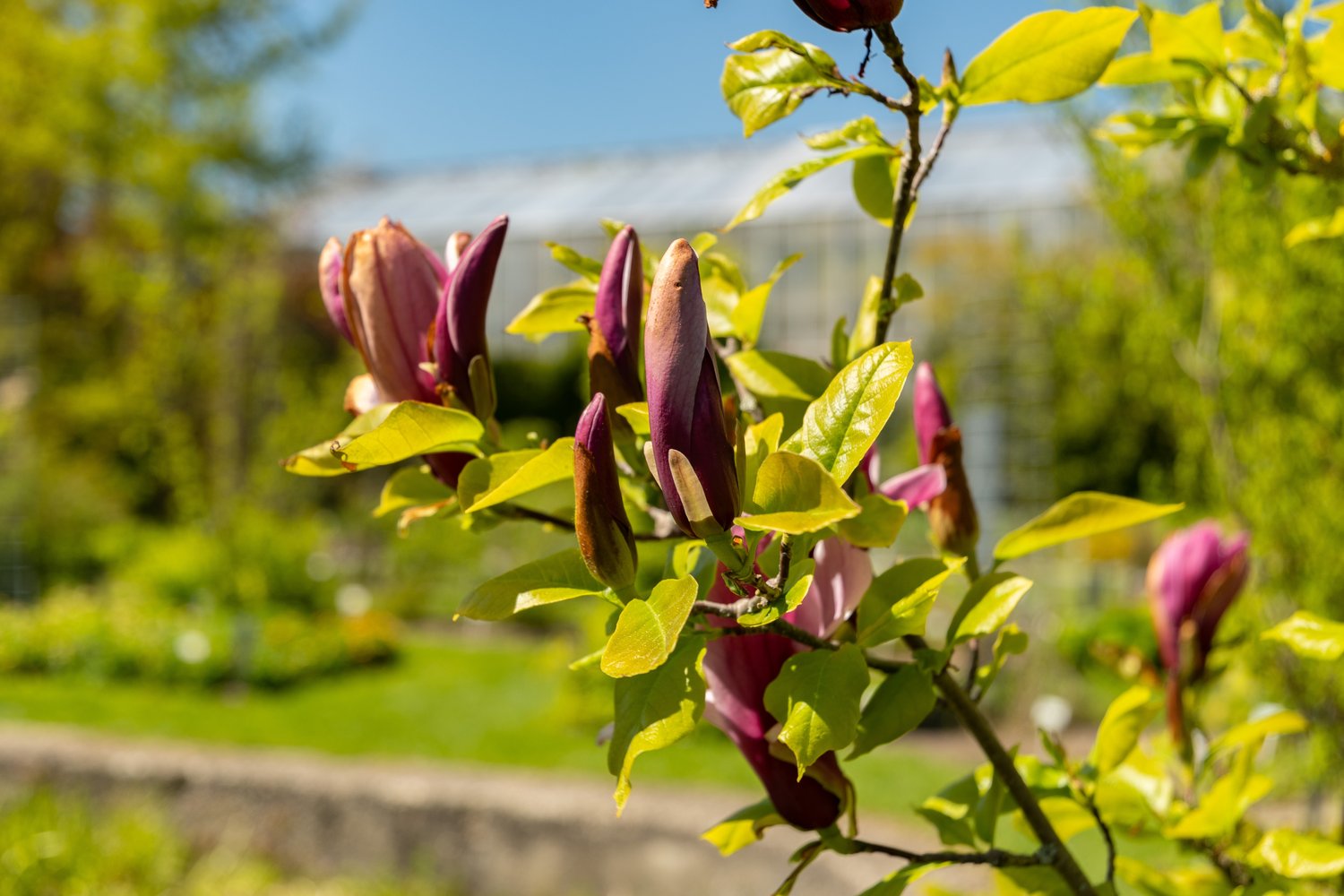 Magnolia liliiflora 'Nigra', sol 60-80 cm, co/kl