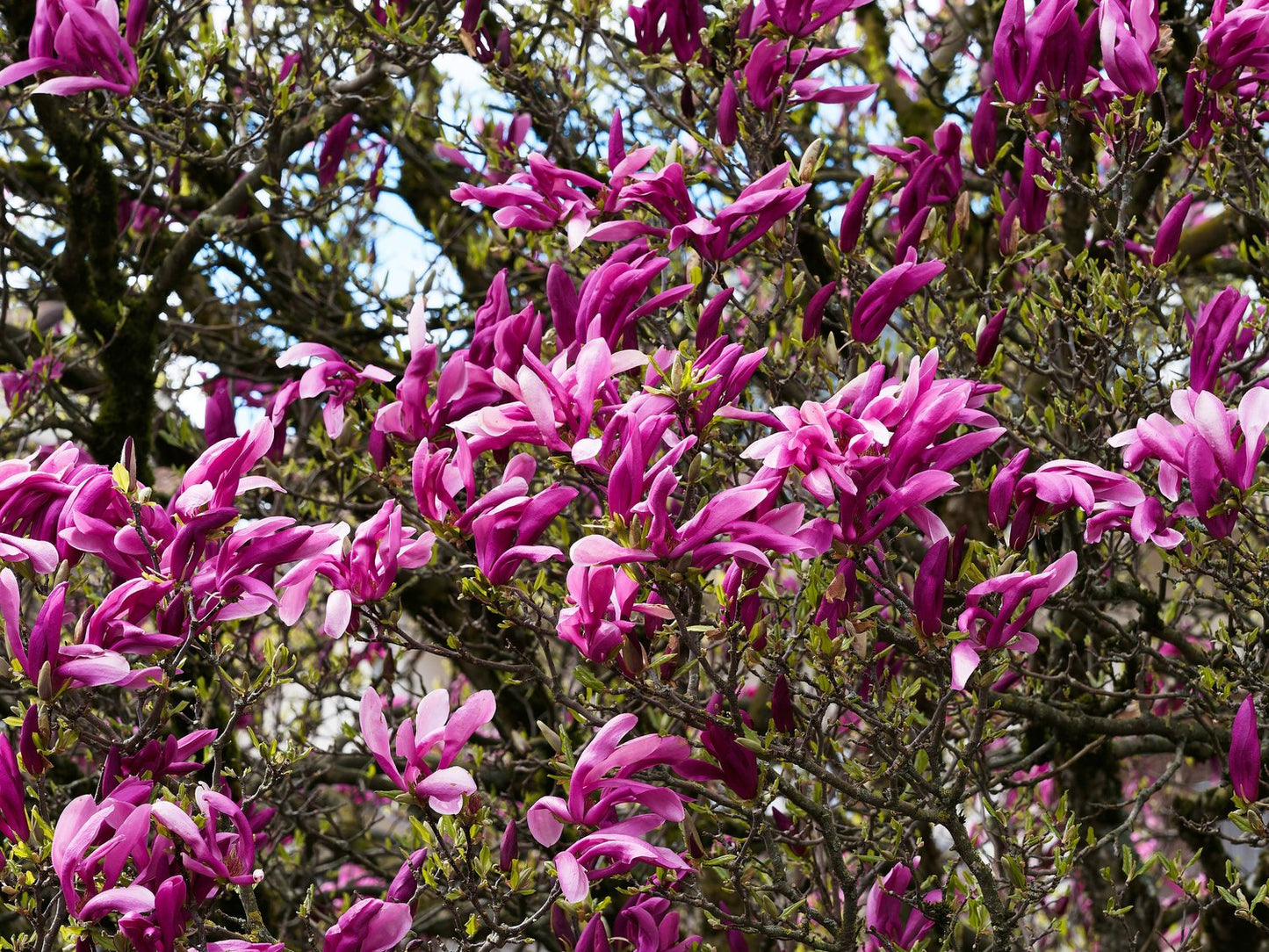 Magnolia liliiflora 'Nigra', sol 60-80 cm, co/kl
