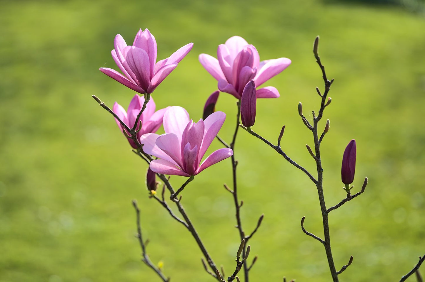 Magnolia liliiflora 'Nigra', sol 60-80 cm, co/kl