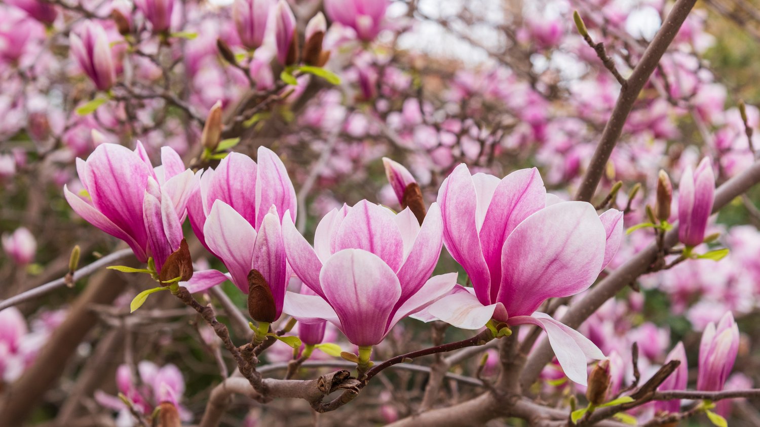 Magnolia liliiflora 'Nigra', sol 60-80 cm, co/kl
