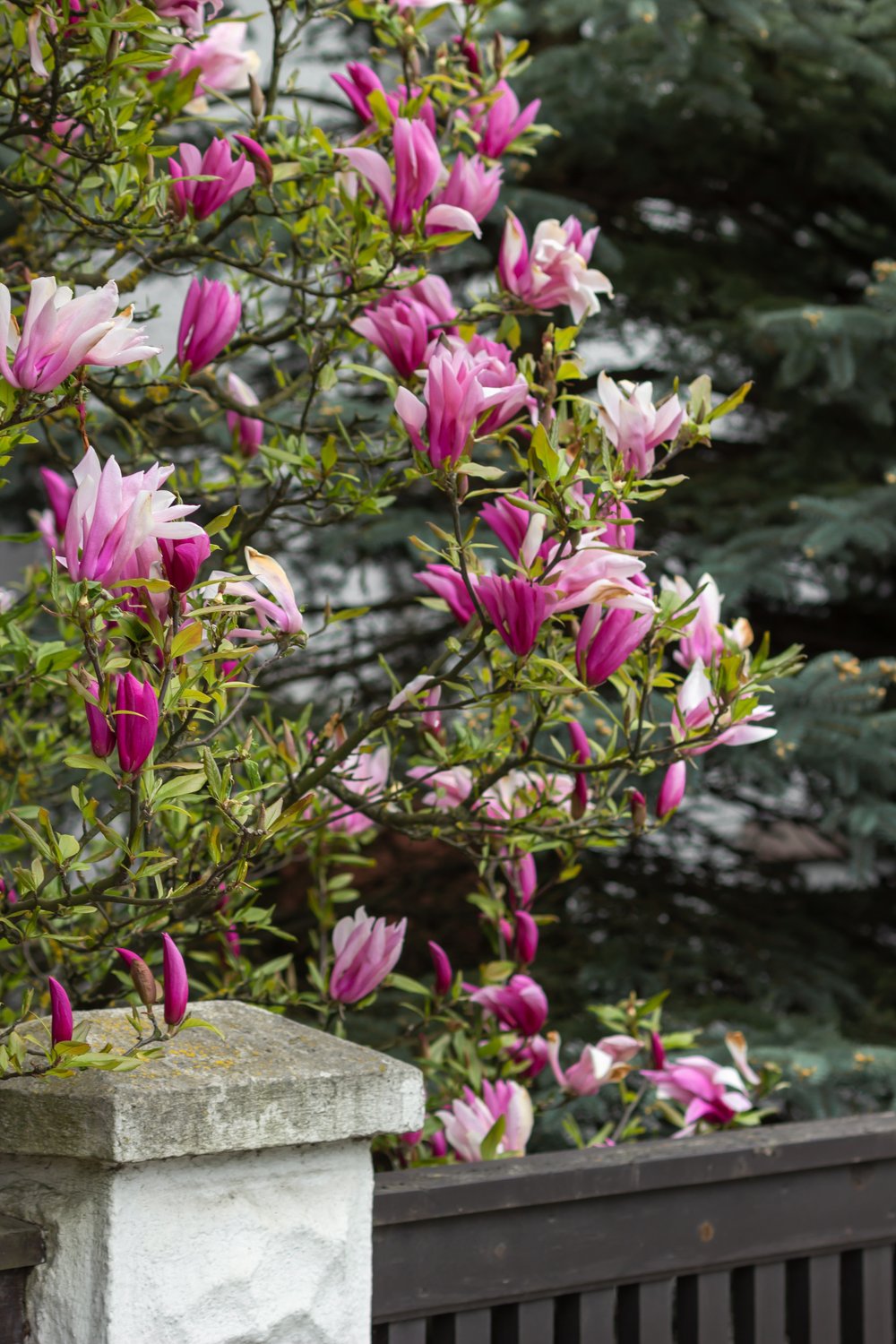 Magnolia liliiflora 'Nigra', sol 60-80 cm, co/kl