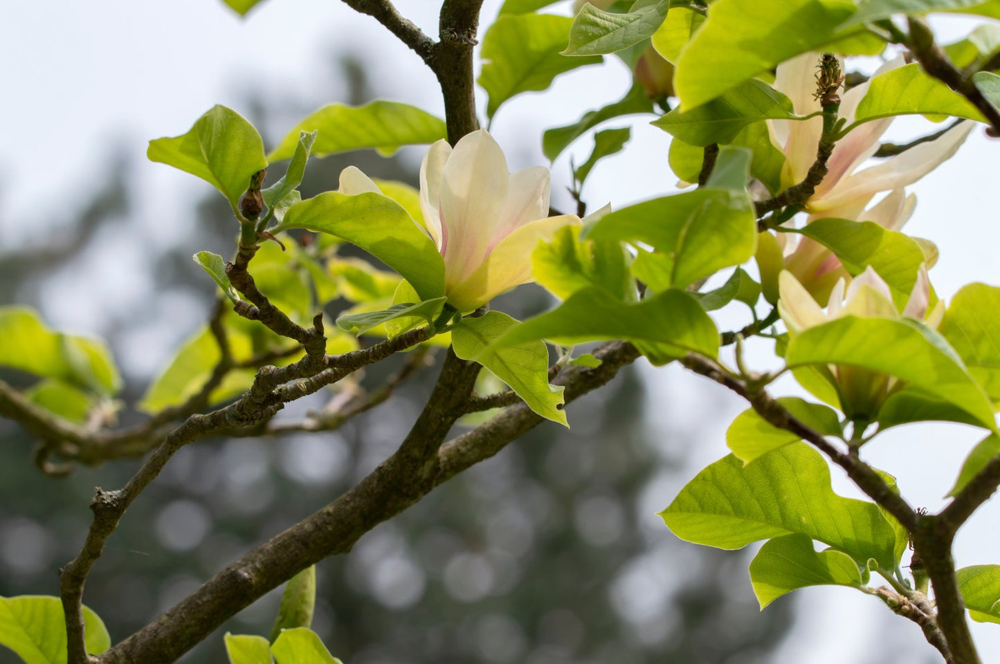 Magnolia 'Sunsation', sol 60-80 cm, co/kl
