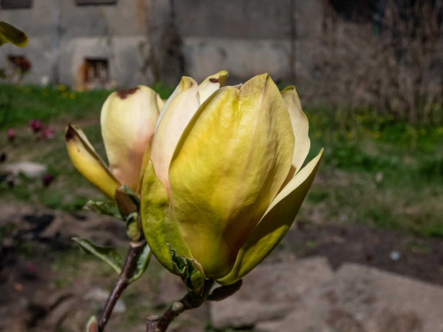 Magnolia 'Sunsation', sol 60-80 cm, co/kl
