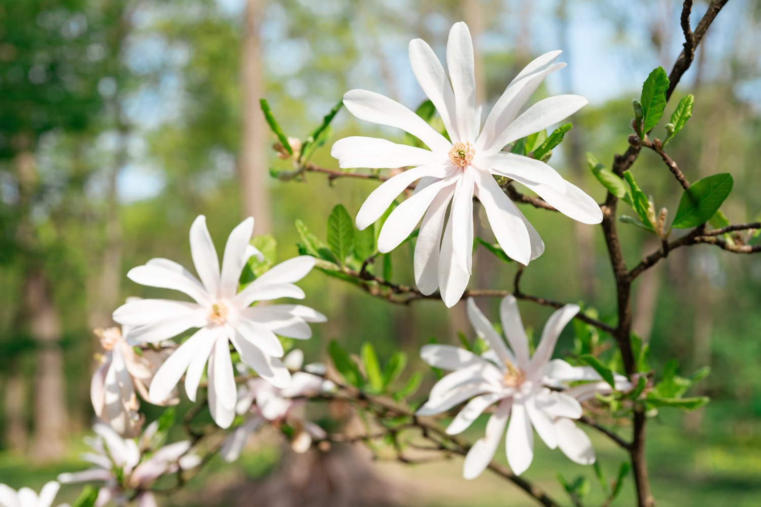 Magnolia stellata, sol 80-100 cm, co/kl
