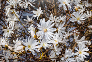 Magnolia stellata, sol 80-100 cm, co/kl