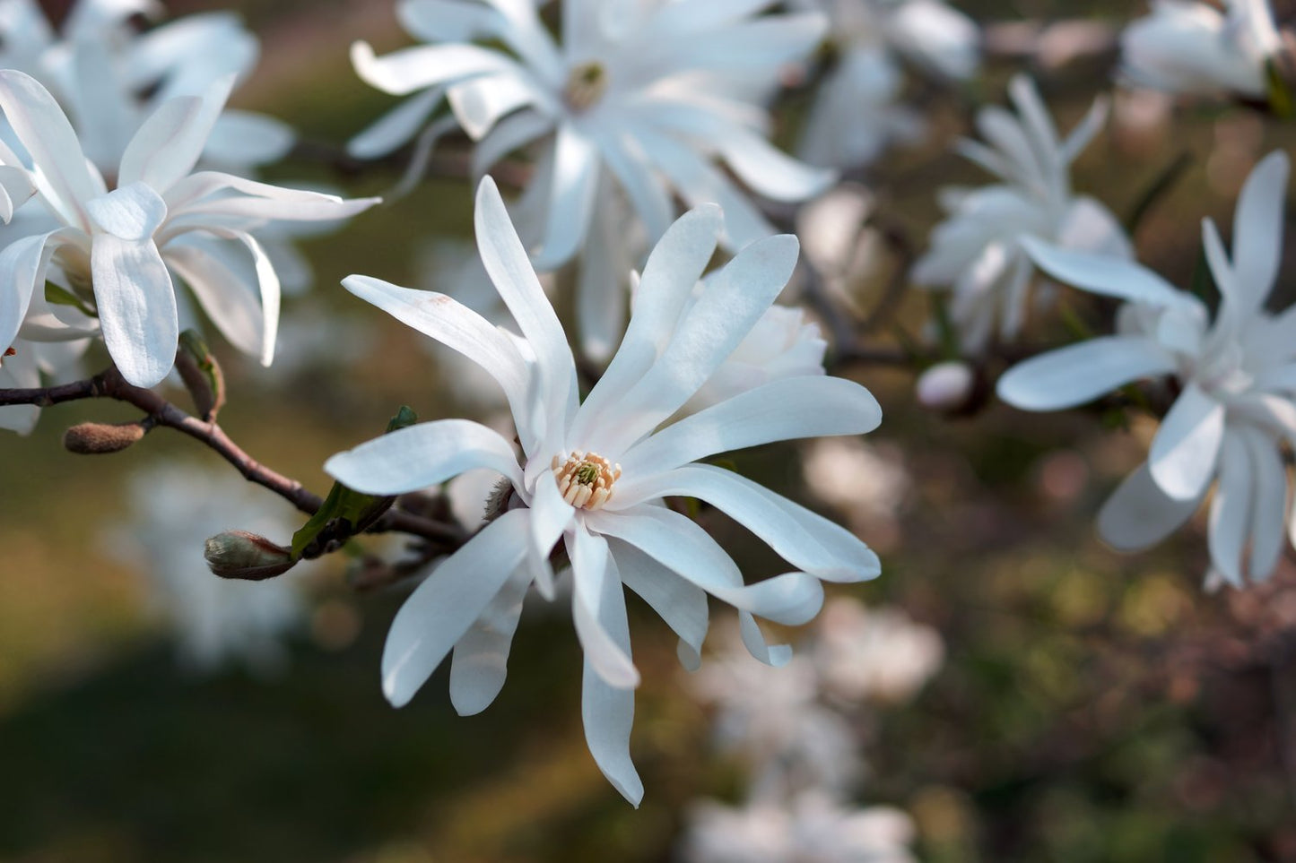 Magnolia stellata, sol 80-100 cm, co/kl