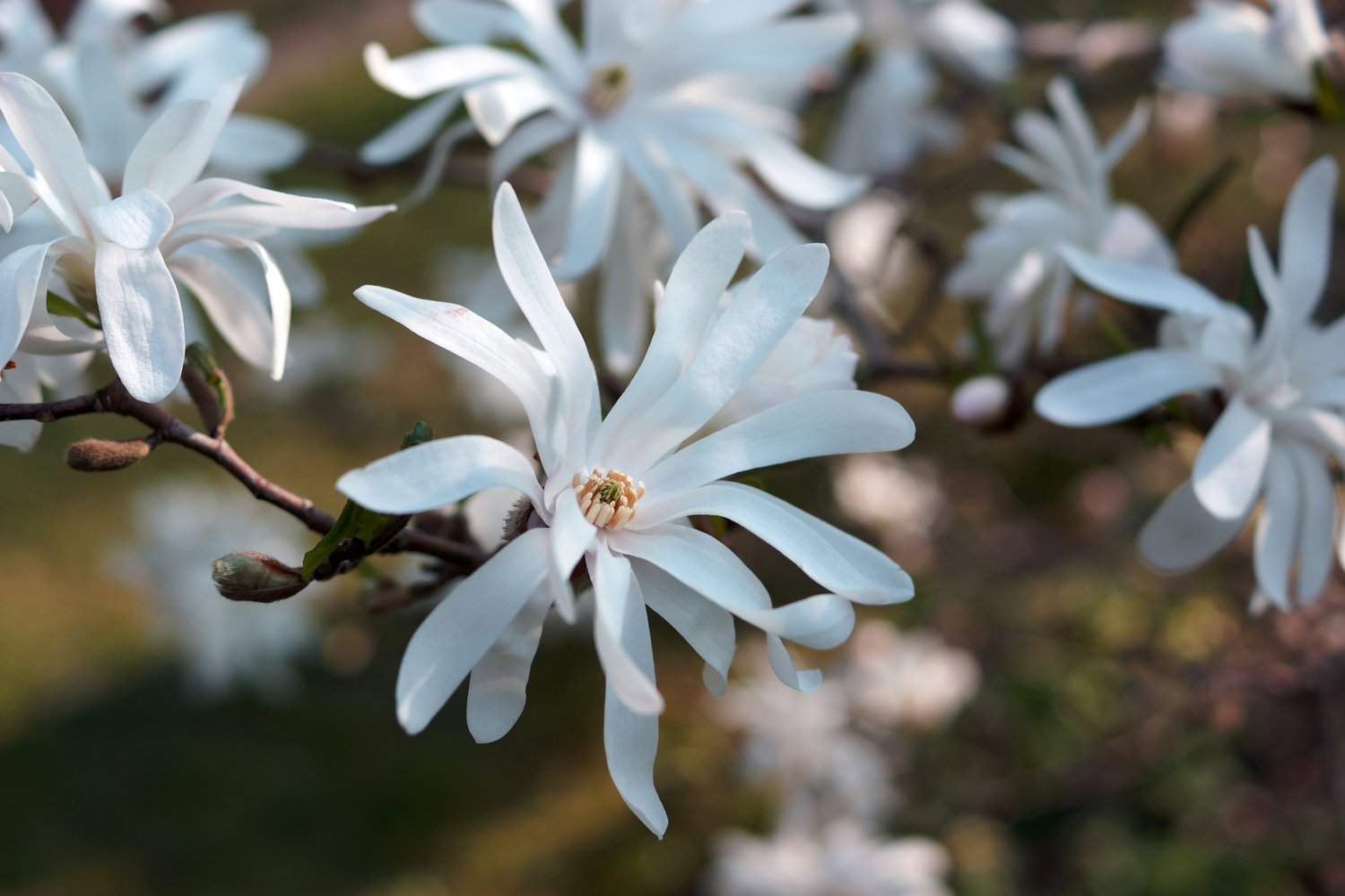 Magnolia stellata, sol 80-100 cm, co/kl