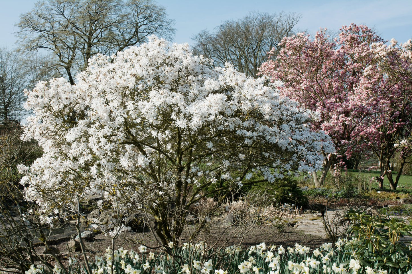 Magnolia stellata, sol 80-100 cm, co/kl