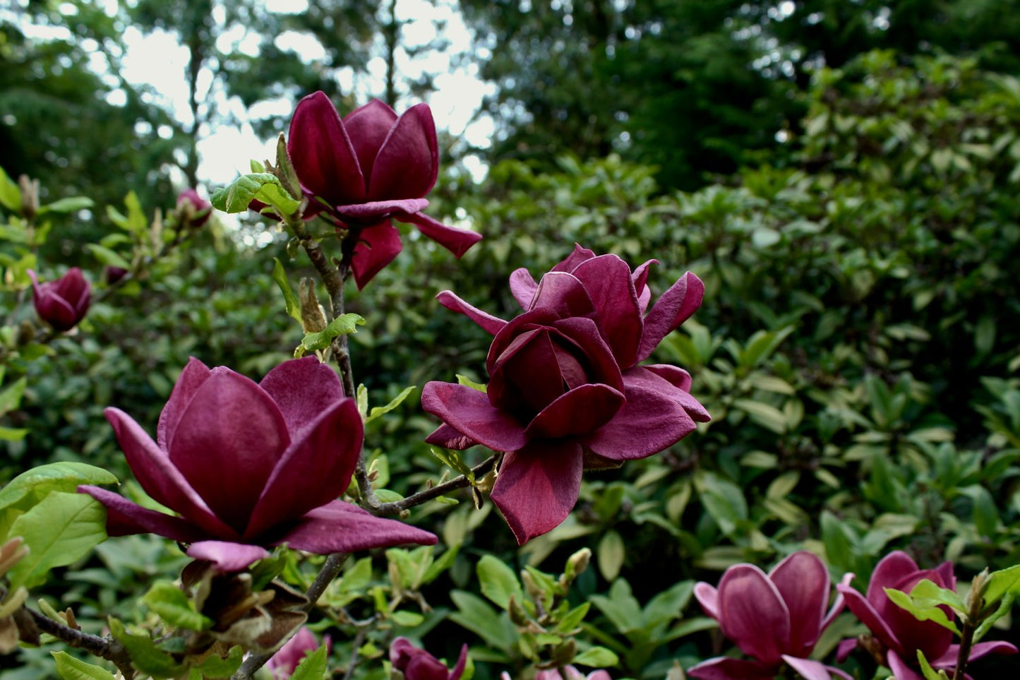 Magnolia 'Genie'PBR, sol 80-100 cm, co/kl