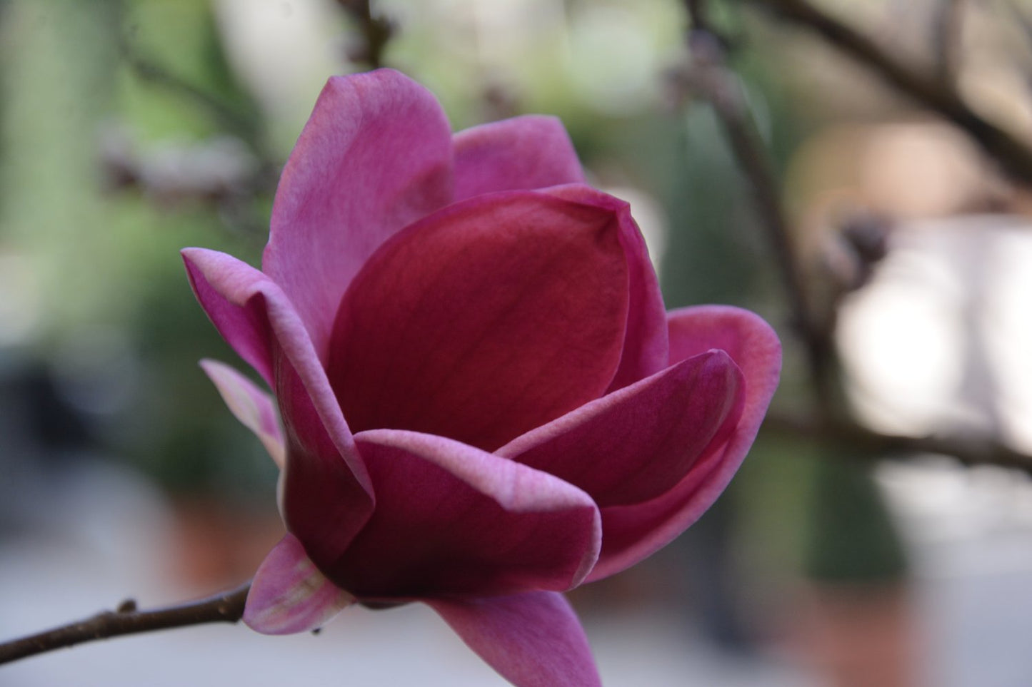 Magnolia 'Genie'PBR, sol 80-100 cm, co/kl