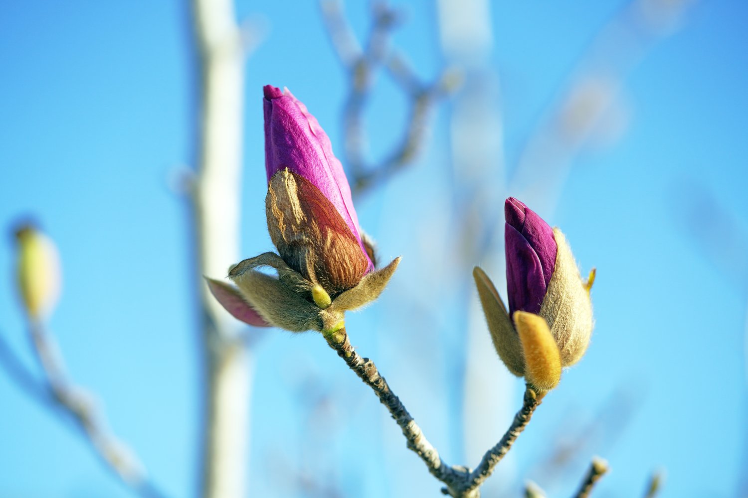 Magnolia 'Genie'PBR, sol 80-100 cm, co/kl