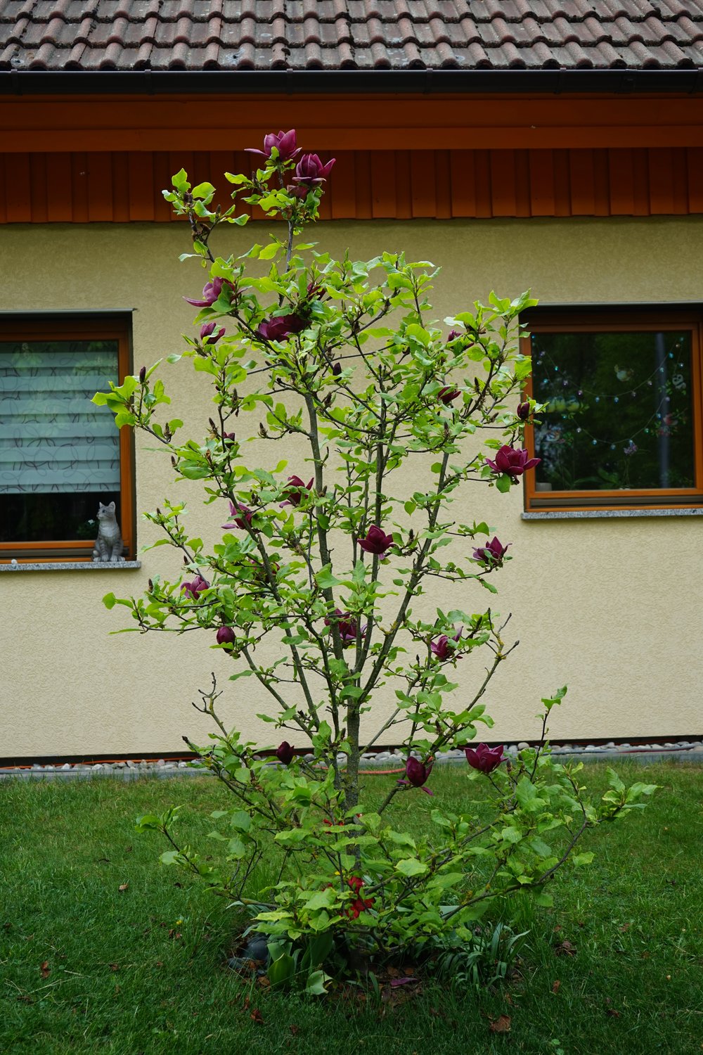Magnolia 'Genie'PBR, sol 80-100 cm, co/kl