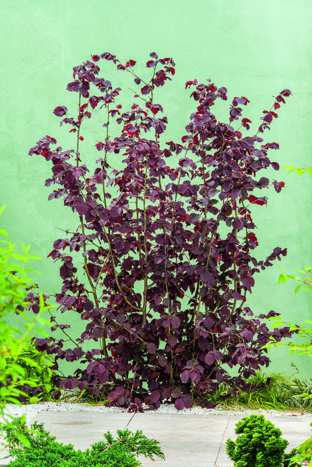 Corylus (Hasselnöt-Gruppen) 'Rote Zellernuss', sol 100-150 cm, co/kl