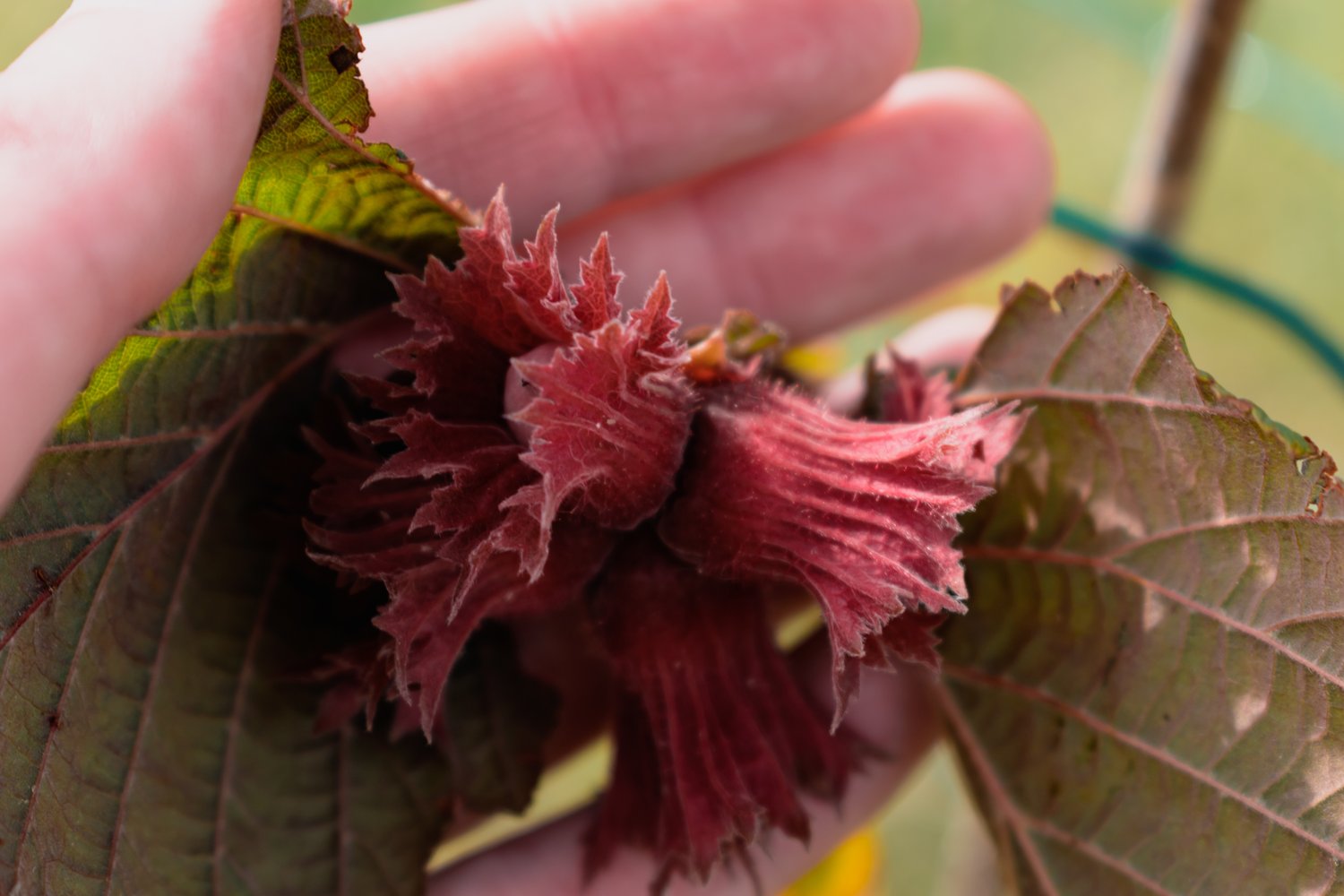 Corylus (Hasselnöt-Gruppen) 'Rote Zellernuss', sol 100-150 cm, co/kl