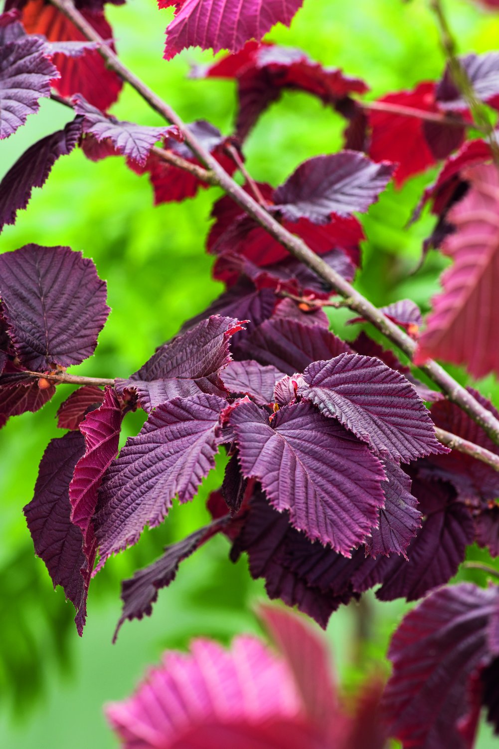 Corylus (Hasselnöt-Gruppen) 'Rote Zellernuss', sol 100-150 cm, co/kl