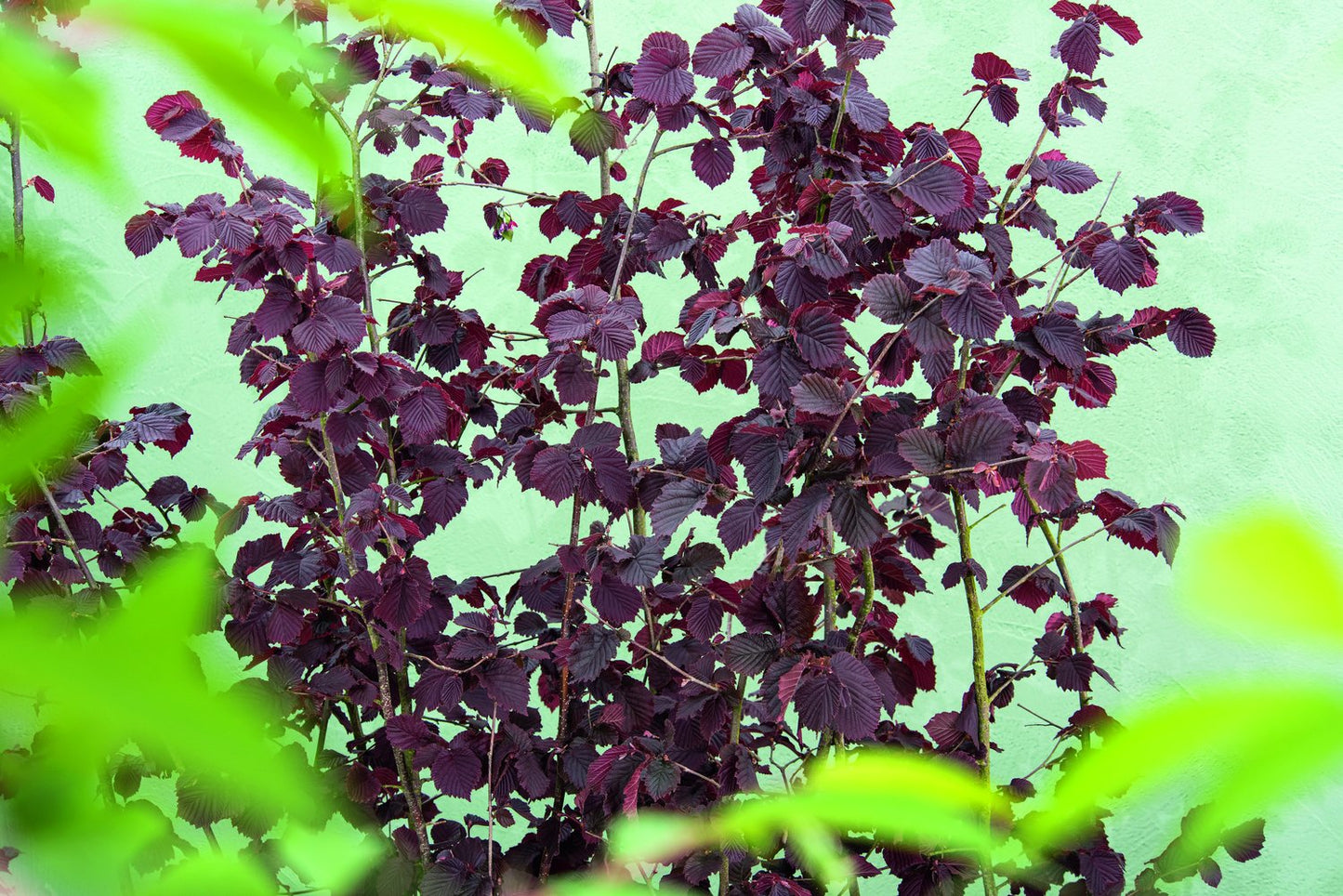 Corylus (Hasselnöt-Gruppen) 'Rote Zellernuss', sol 100-150 cm, co/kl