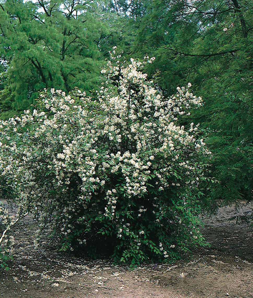 Philadelphus coronarius