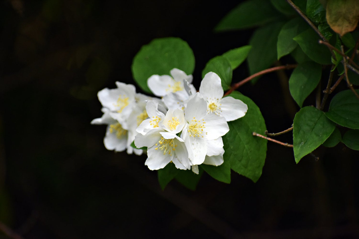 Philadelphus coronarius