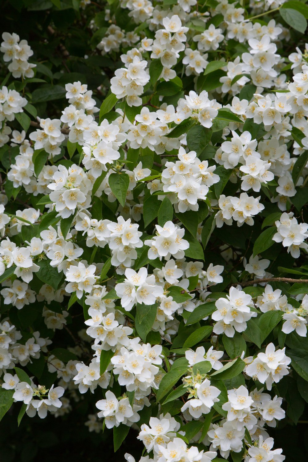 Philadelphus coronarius