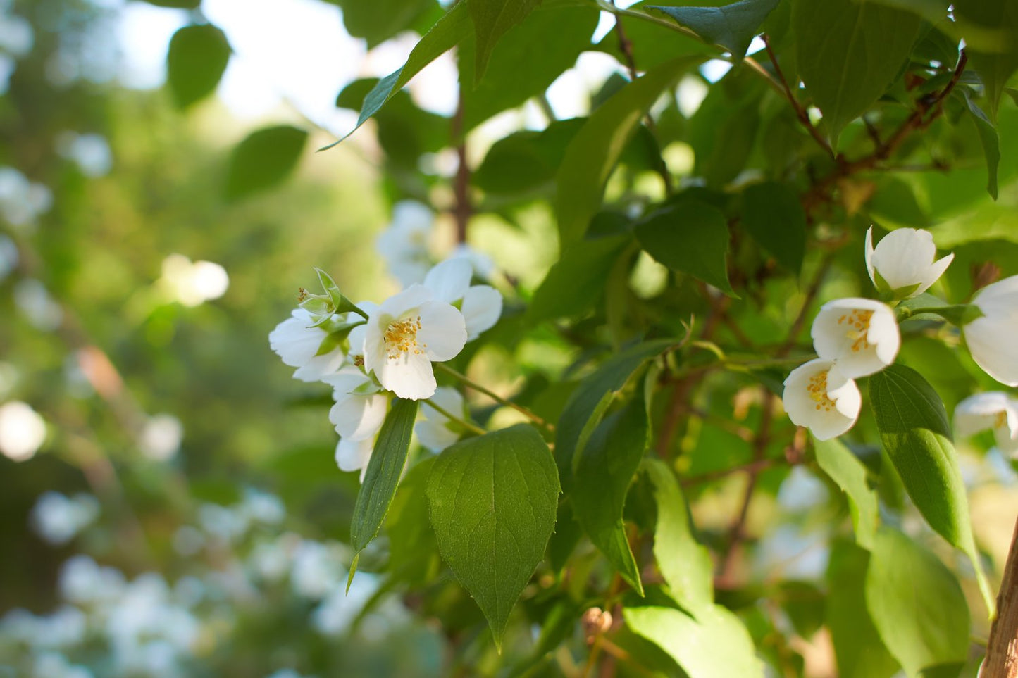 Philadelphus coronarius
