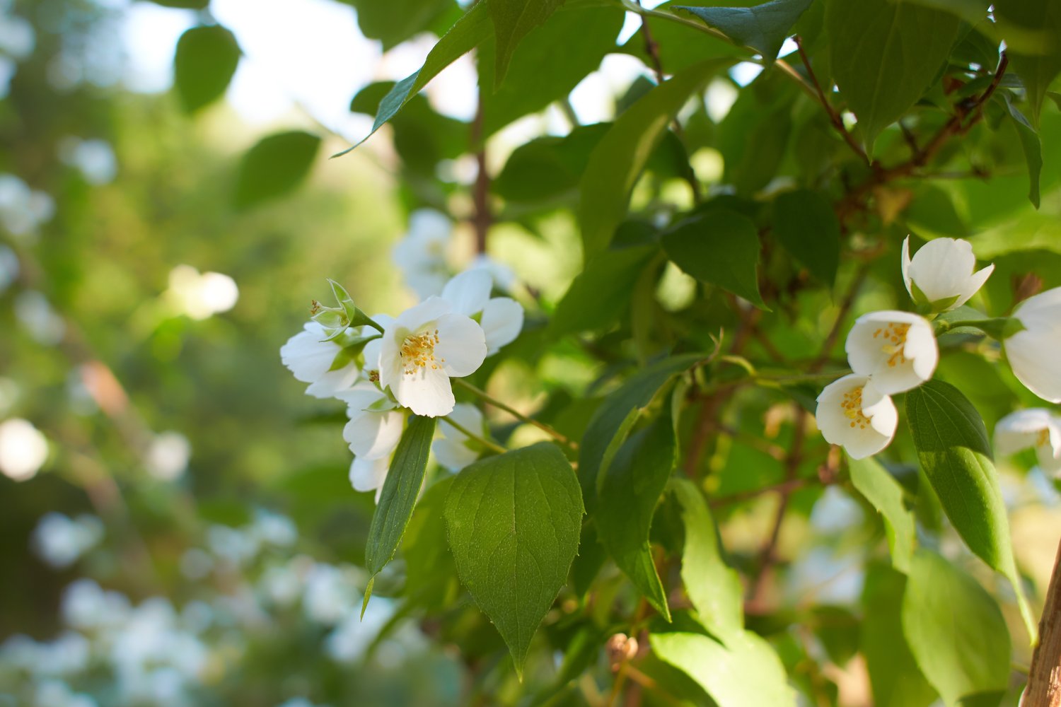 Philadelphus coronarius