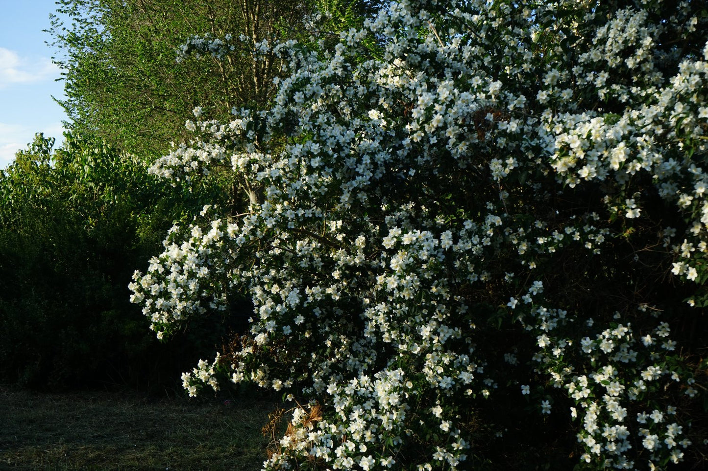 Philadelphus coronarius