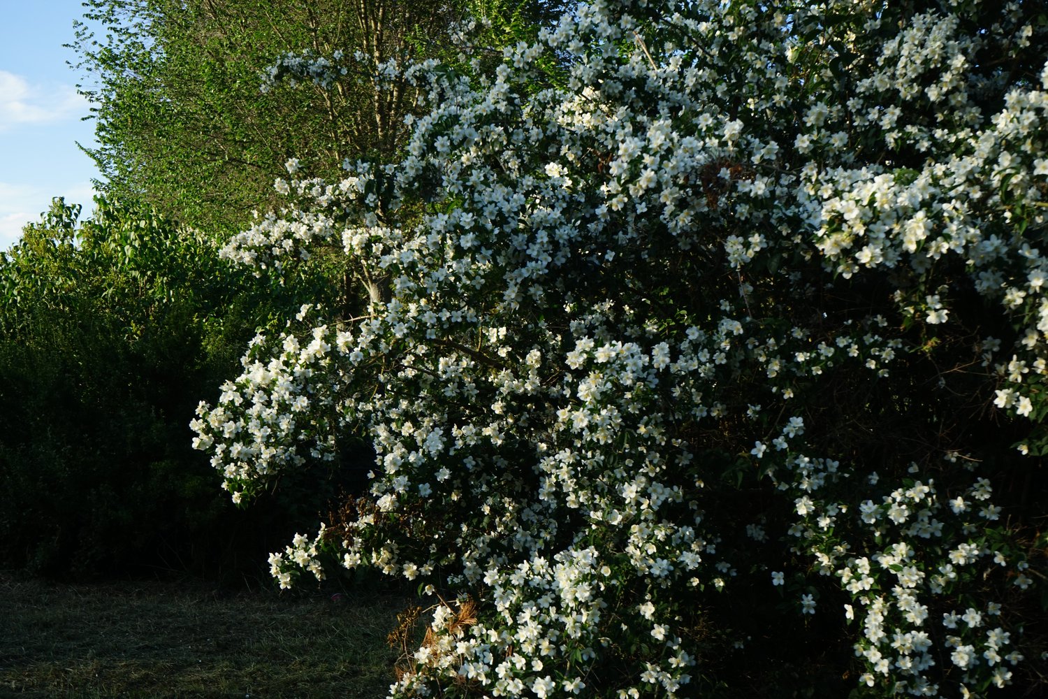 Philadelphus coronarius