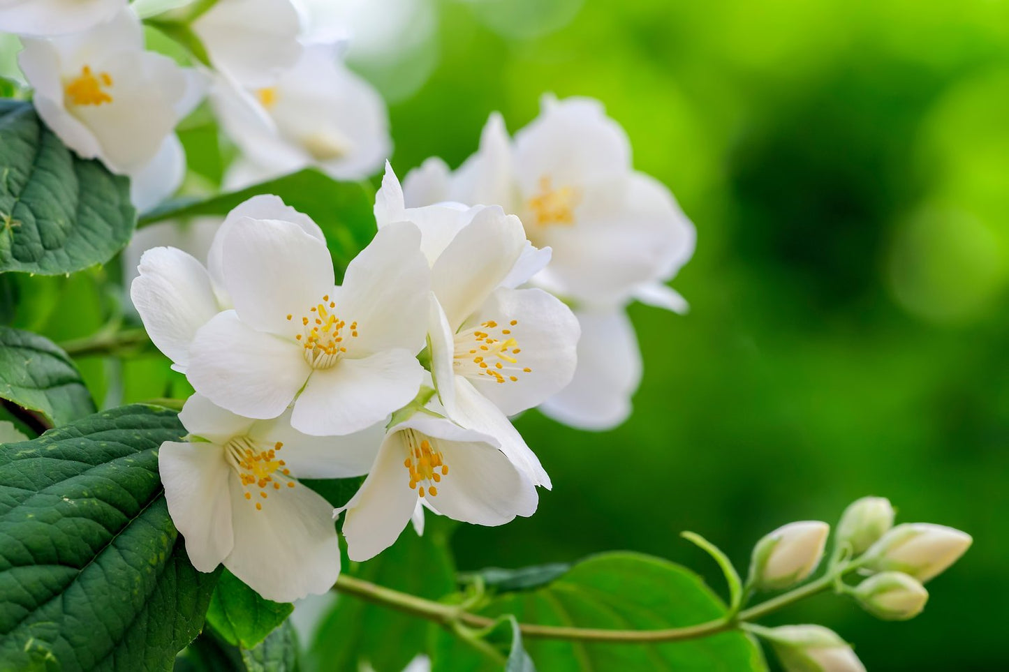 Philadelphus coronarius