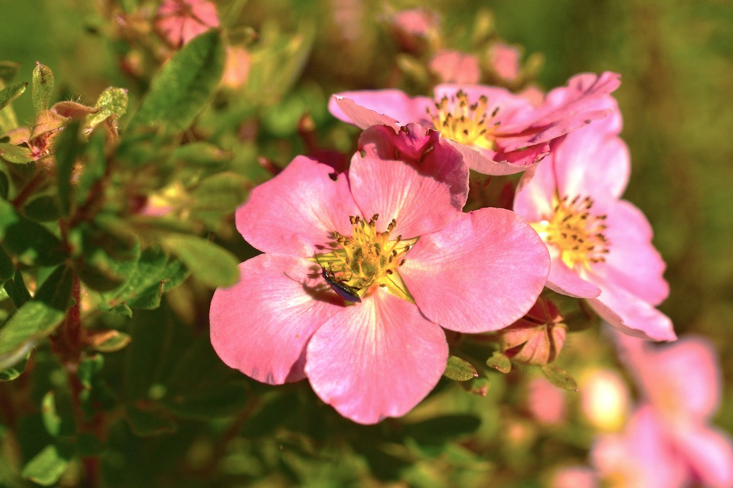 Dasiphora (Frut.) 'Pink Queen'
