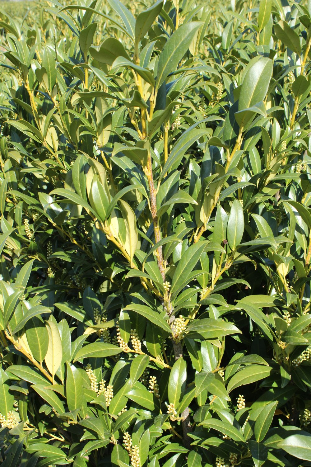 Prunus laurocerasus 'Herbergii'